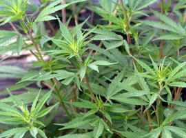 La Ertzaintza desmantela una plantación de marihuana de una asociación de cultivo de cannabis 