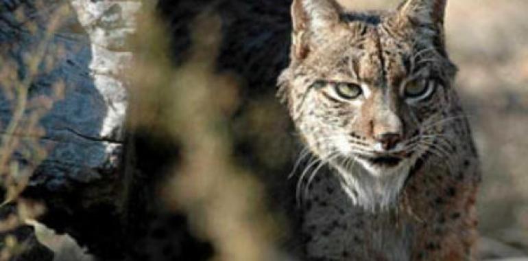 Portugal premia al director de Life Lince por su trabajo para recuperar esta especie 