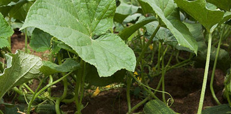 El Instituto de Obesidad destaca las propiedades del pepino como alimento