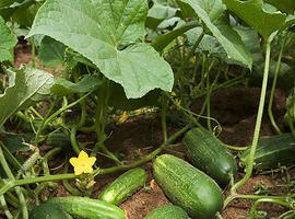 El Instituto de Obesidad destaca las propiedades del pepino como alimento