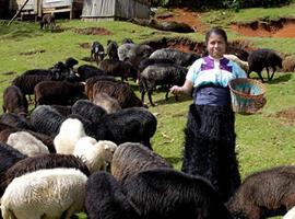 FAO y CEPAL celebran Año Internacional de las Cooperativas 