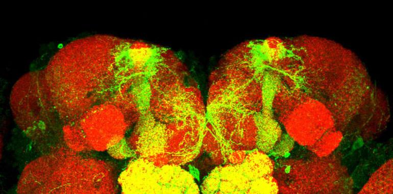 El cerebro percibe normal el equilibro entre excitación e inhibición de neuronas 