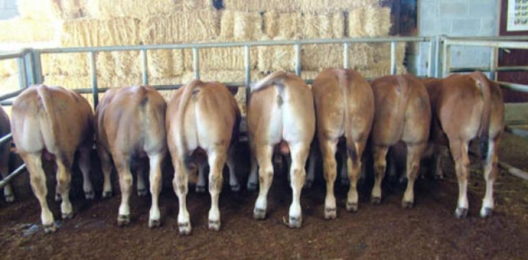 El PP pide un plan urgente para garantizar la supervivencia de las ganaderías de leche y carne