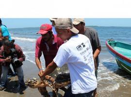 El Salvador libera tres tortugas carey con transmisores satelitales