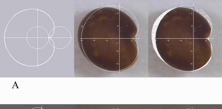 La sencilla geometría de las semillas de las plantas modelo 
