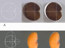 La sencilla geometría de las semillas de las plantas modelo 