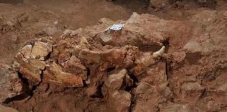 Un cráneo completo de oso de casi un millón de años de antigüedad aparece en Atapuerca