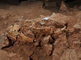 Un cráneo completo de oso de casi un millón de años de antigüedad aparece en Atapuerca