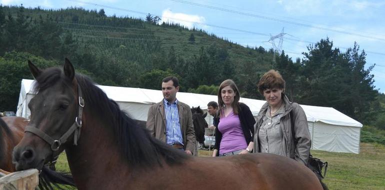 Agroganadería mantendrá las ayudas para la promoción de la raza asturcón 