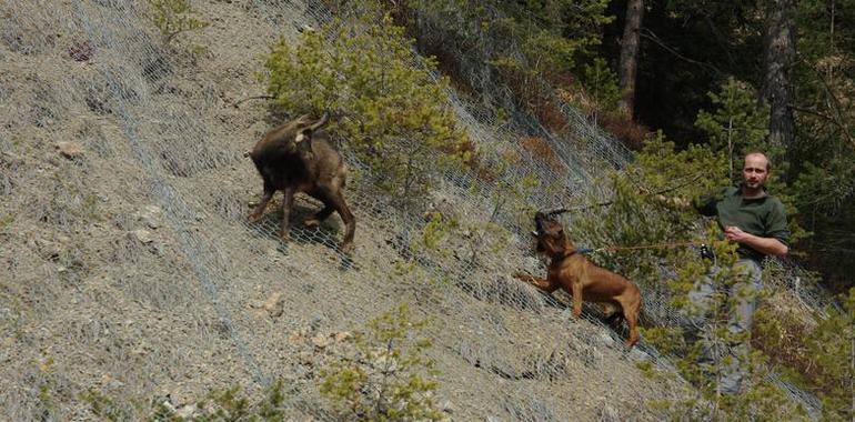 Perros adiestrados consiguen detectar animales enfermos a kilómetros de distancia