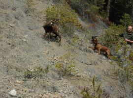 Perros adiestrados consiguen detectar animales enfermos a kilómetros de distancia
