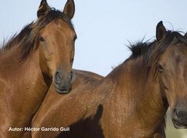 La reserva de Campanarios de Azaba recibirá caballos salvajes de las retuertas 