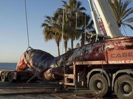 El rorcual común, gravemente amenazado  en el Mediterráneo 