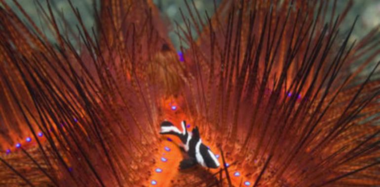 Top buceo: El Estrecho de Lembeh, paraiso del macro