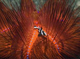 Top buceo: El Estrecho de Lembeh, paraiso del macro