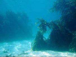 Asturias se queda sin bosques submarinos