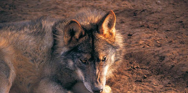 Campo denuncia la “técnica del avestruz aplicada por Agroganadería en la gestión de los daños del lobo”