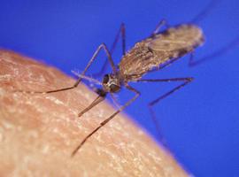 El Carlos III describe el primer caso del mundo de enfermedad tropical transmitida por mosca
