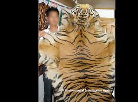 INTERPOL lanza un operativo mundial para proteger a los tigres y grandes felinos