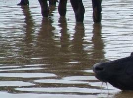 Exitosa primera Experiencia a Nivel Mundial con semen sexado de Búfalo de Agua