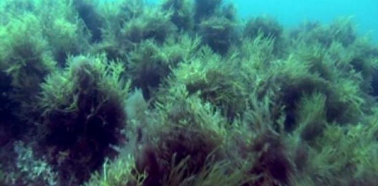 Evidentes alteraciones en la flora marina de la costa vasca debidas al cambio climático 