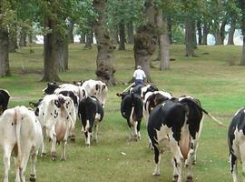 Alarma en el sector lácteo por la bajada del precio de la leche y la subida de los piensos