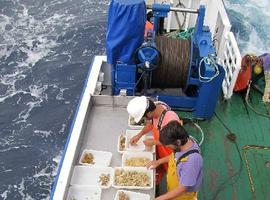 Investigadores del IEO exploran la biodiversidad de varias islas submarinas canarias
