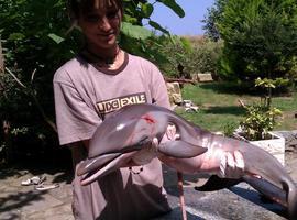 Aparecen muertos tres delfines, dos de ellos hembras gestantes