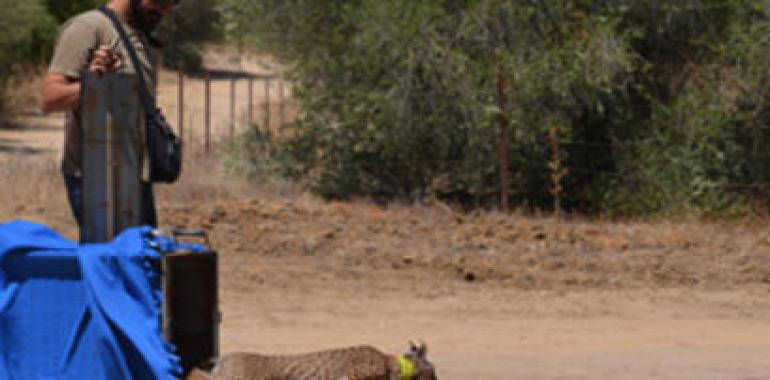 Liberados tres nuevos ejemplares de lince ibérico en Doñana, Guadalmellato y Guarrizas 