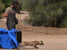 Liberados tres nuevos ejemplares de lince ibérico en Doñana, Guadalmellato y Guarrizas 