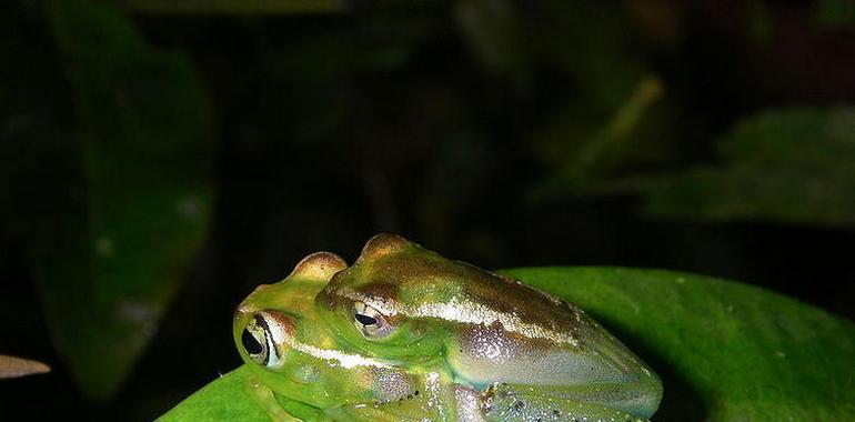 Descubren más de 600 nuevas especies en Madagascar