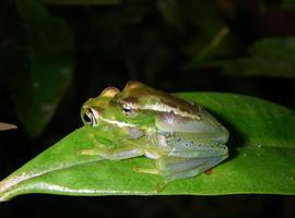 Descubren más de 600 nuevas especies en Madagascar