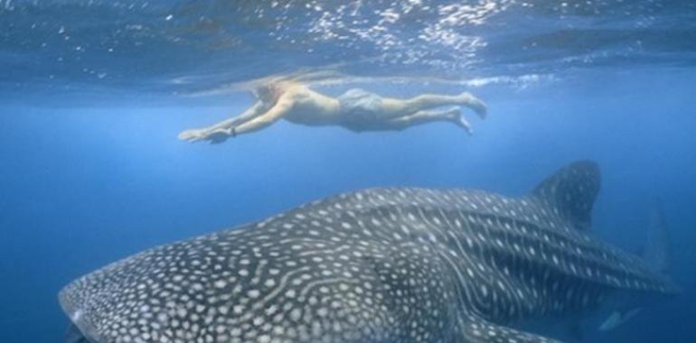 Tubbataha Reef Marine Park en Filipinas (VIDEO)