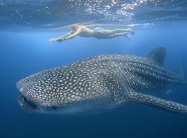 Tubbataha Reef Marine Park en Filipinas (VIDEO)