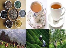 India’s Tea exports may decline by 13 million kgs in 2012: Report