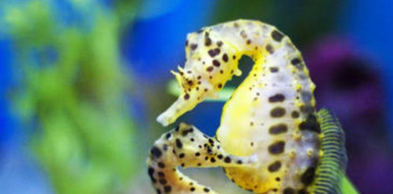 En materia de sexo, los peces lo prueban todo