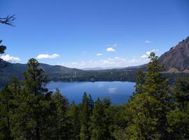 Descubren en Chubut un bosque jurásico de cipreses