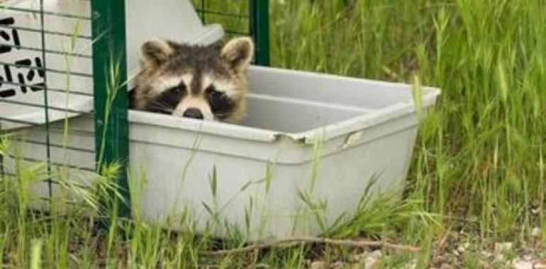 Mapache: la "mascota diabólica"