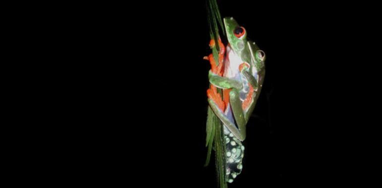 La historia evolutiva del paso a tierra de los anfibios ve la luz
