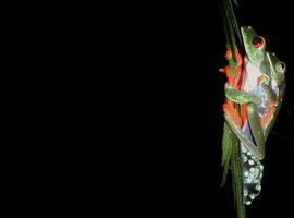 La historia evolutiva del paso a tierra de los anfibios ve la luz