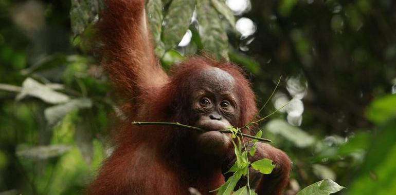 Greenpeace despliega su protesta contra la deforestación de Indonesia en Pcadilly