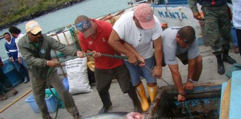 Autoridades interceptan un barco con pesquería ilegal de 28  tiburones en las Galápagos