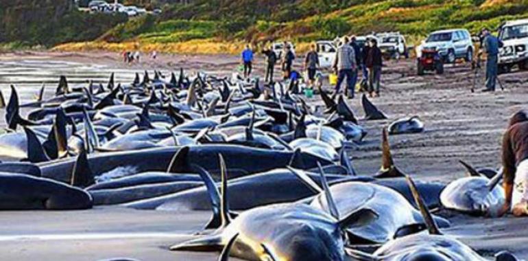 Logran salvar a 5 ballenas de un grupo de 20 varadas en una playa de Florida (VÍDEO)