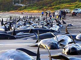 Logran salvar a 5 ballenas de un grupo de 20 varadas en una playa de Florida (VÍDEO)
