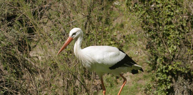 La reproducción de la cigüeña blanca en el Refugio de Montejo registra un importante descenso