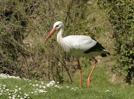 La reproducción de la cigüeña blanca en el Refugio de Montejo registra un importante descenso