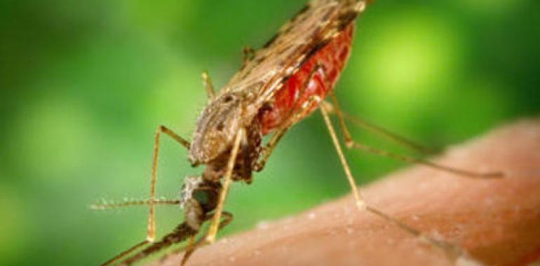 El genoma humano, determinado por la malaria