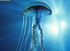 Las estructuras submarinas artificiales estimulan la proliferación de medusas