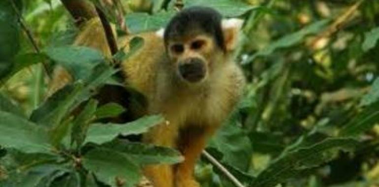 Proyecto para preservar bosques amazónicos y cuencas hidrográficas andinas 