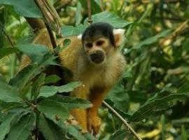 Proyecto para preservar bosques amazónicos y cuencas hidrográficas andinas 